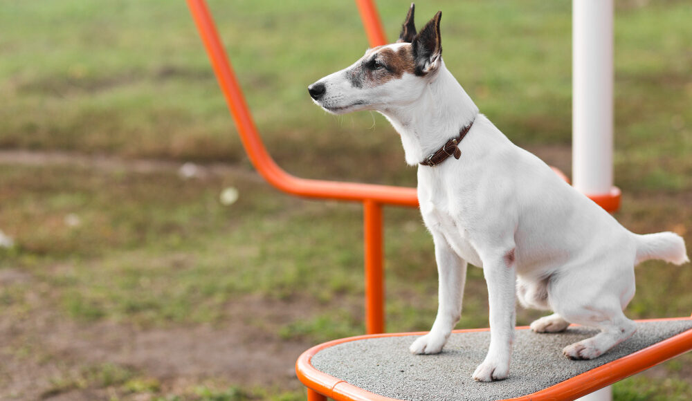 Dog Park Equipment